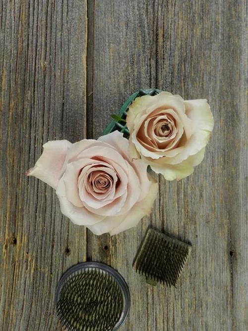 QUICKSAND  TAN ROSES